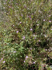 Epilobium ciliatum watsonii