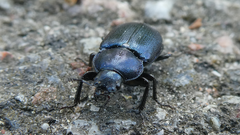 Platycerus