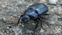 Platycerus