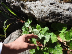 Heuchera longipetala