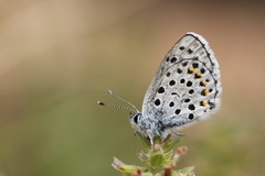 Pseudophilotes baton