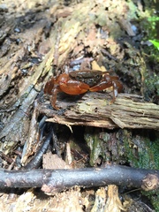 Irmengardia johnsoni