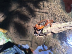 Irmengardia johnsoni