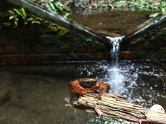 Irmengardia johnsoni