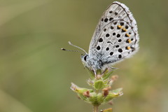Pseudophilotes baton