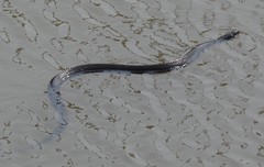 Nerodia erythrogaster