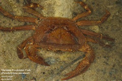 Parathelphusa maculata