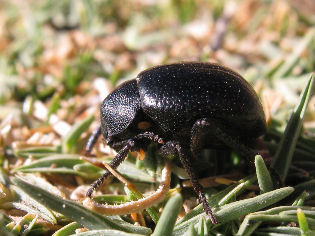 Entomochilus nitens