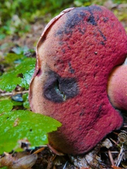 Rubroboletus pulcherrimus