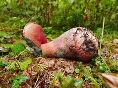 Rubroboletus pulcherrimus