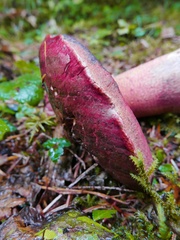 Rubroboletus pulcherrimus