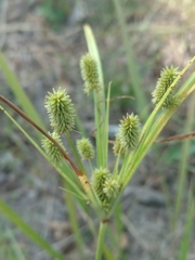 Cyperus retrorsus