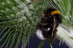 Bombus