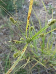 Cyperus retrorsus