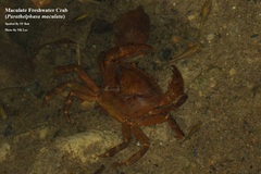 Parathelphusa maculata