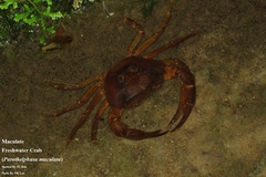 Parathelphusa maculata