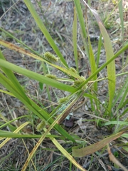 Cyperus retrorsus
