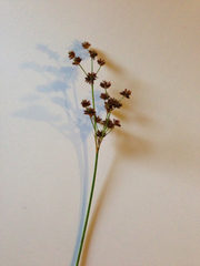 Juncus nodosus