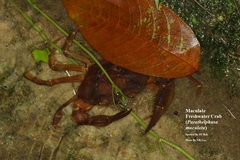 Parathelphusa maculata