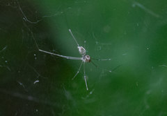 Pholcidae