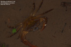 Parathelphusa maculata