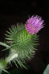 Cirsium