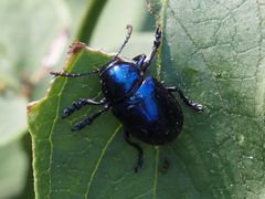 Chrysochus asclepiadeus