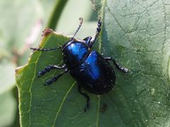 Chrysochus asclepiadeus