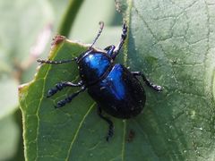 Chrysochus asclepiadeus