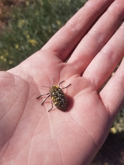 Julodis