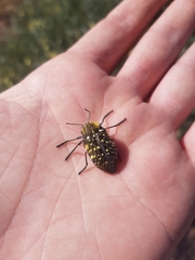 Julodis