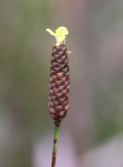 Xyris stricta