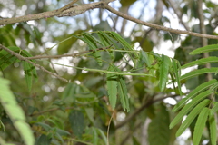 Cladoxerus