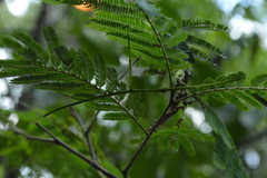 Cladoxerus