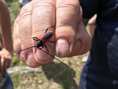 Purpuricenus kaehleri