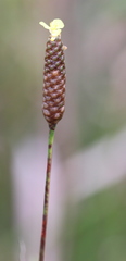 Xyris stricta