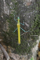 Tithonophasma tithonus