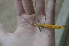 Tithonophasma tithonus