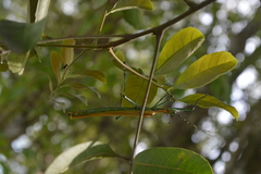 Tithonophasma tithonus