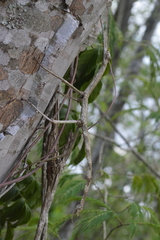 Cladomorphus phyllinus