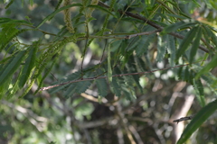 Cladoxerus