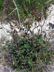 Apocynum venetum