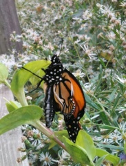 Danaus plexippus
