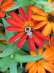 Bombus impatiens
