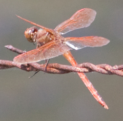 Libellula auripennis