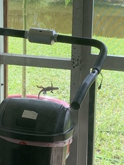 Leiocephalus carinatus