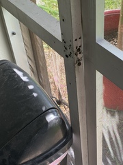 Leiocephalus carinatus