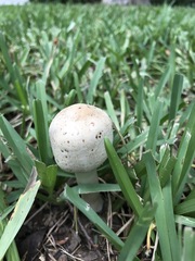 Chlorophyllum molybdites image