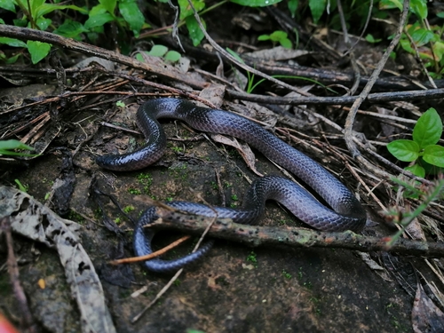 Photo of a Peters' Earth Snake (Geophis petersii)