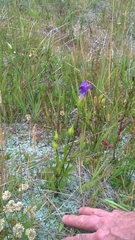 Gentianeae